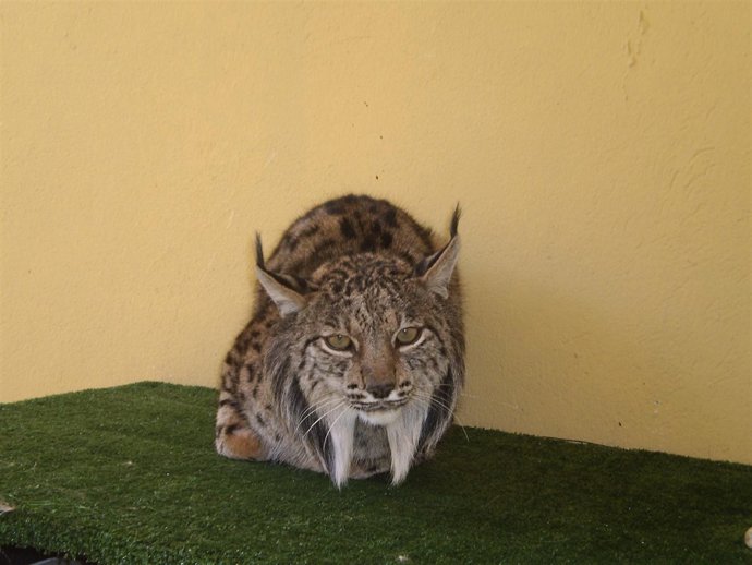 El Lince 'Durillo' Rehabilitado En Huelva.