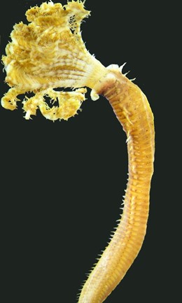 Especie Invasora En El Mediterráneo