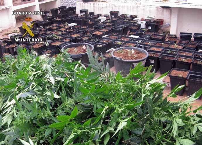 Guardia Civil Desarticula Un Punto De Cultivo, Elaboración Y Venta De Marihuana