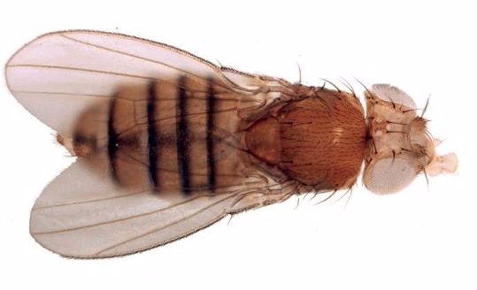 Mosca Del Vinagre