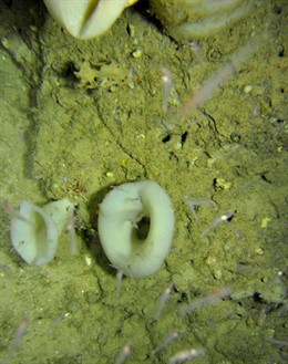Especie Detectada En El Golfo De Cádiz