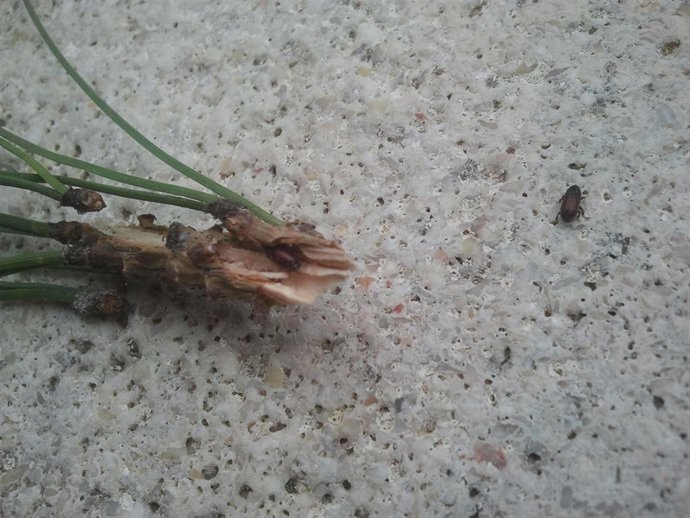 Blastophagus O Tomicus Piniperda, En Ramas De Un Pino De La Zona De Oromana