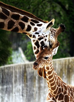 La Mama Jirafa Del Zoo Aquarium 