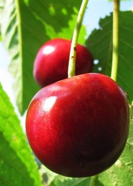 Cerezas