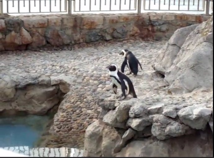 Pingüinos En Santander
