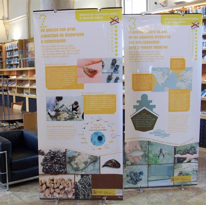 Exposición Sobre El Mejillón Cebra En Zaragoza