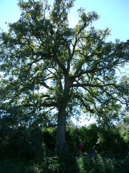 Roble De La Molinera