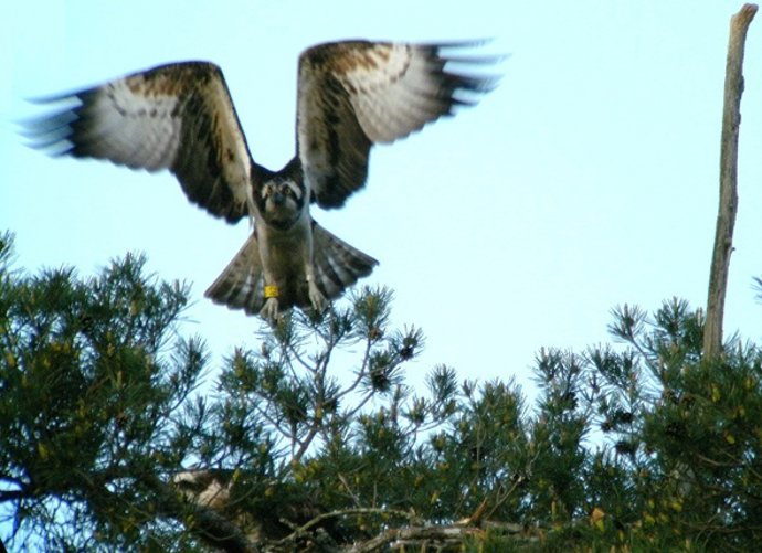 El Águila 'Panchita'  En Orleans (Francia)