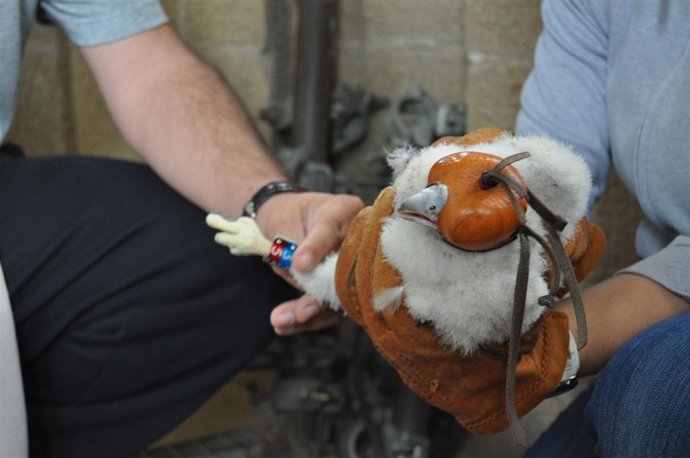 Anillamiento De Un Halcón Peregrino En La Sagrada Familia