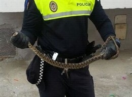 La Policía Local Recupera Una Serpiente En La Macarena