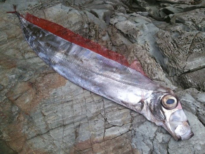 Pez Remo En Tapia De Casariego (Asturias)