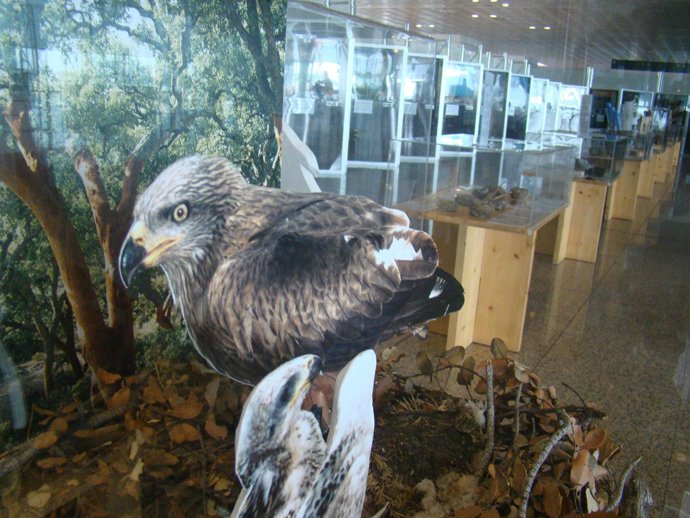 Exposición Sobre Aves En El Aeropuerto De Barcelona