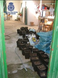 La Policía se incauta de más de cinco kilos de marihuana y 60 macetas en una casa en Triana