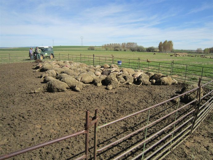 Ovejas Muertas En Duruelo