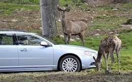 Animales En La Calzada