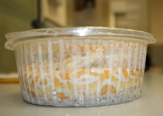 Serpiente Pitón En Una Fiambrera