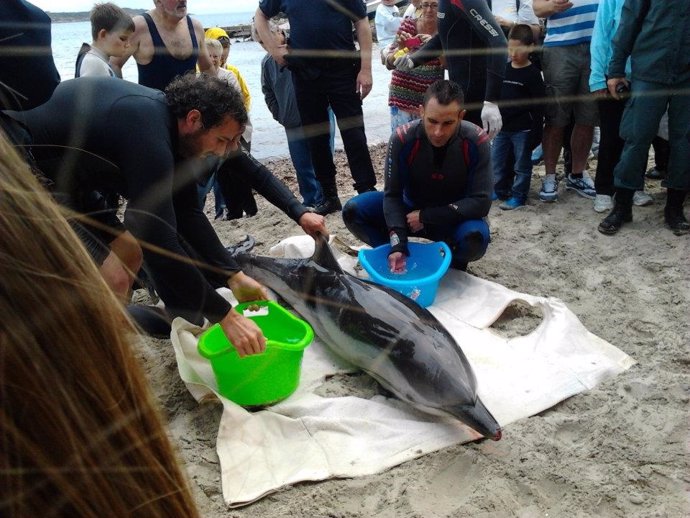 Uno De Los Delfines Varados En La Costa De Mallorca