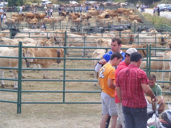 Feria De Ganado De Espinilla 