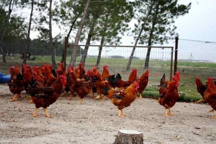 Imagen De Los Pollos De Corral De Sanchonar