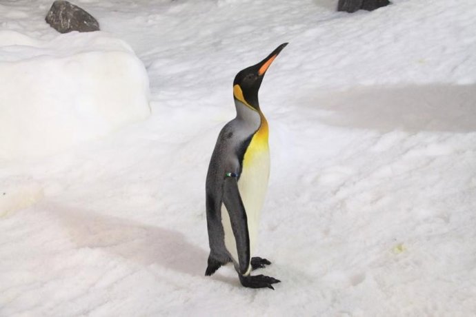 Pingüino Rey En Faunia