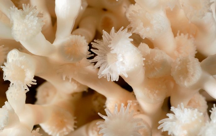 Corales De Profundidad