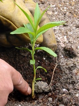 Jardinería-plantas