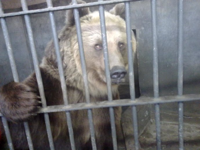 Un Oso En Una Jaula Del Zoo De Barcelona