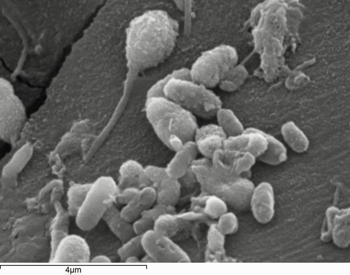 Estromatolitos En La Cueva Cántabra El Soplao 