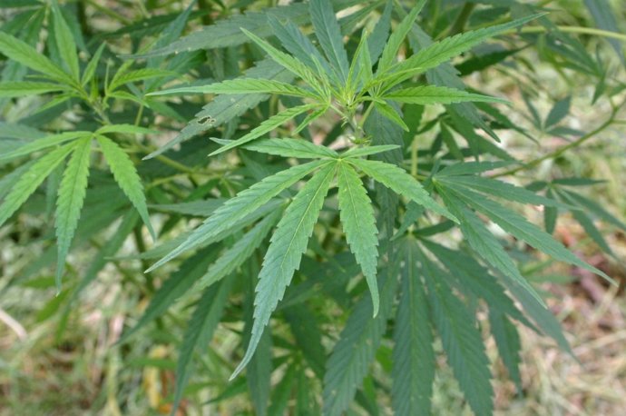 cannabis