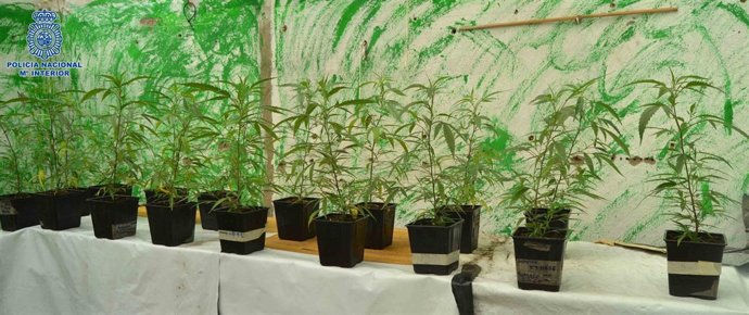 Marihuana Encontrada Por La Policía Nacional