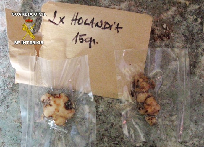 Hongos Alucinógenos 