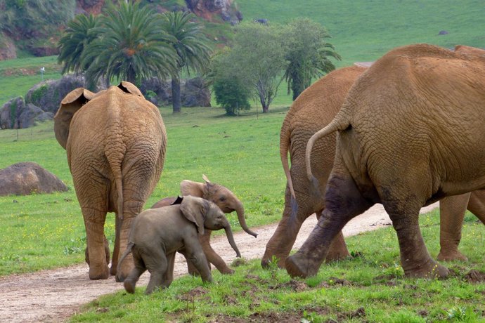 Nacimiento De Una Cría Elefante En Cabarceno  