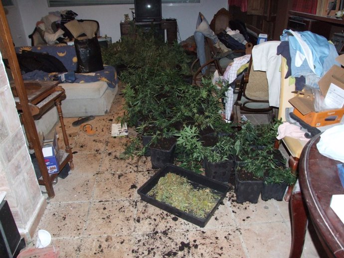 Vivienda Con Las Planats De Marihuana Localizada En Moncada