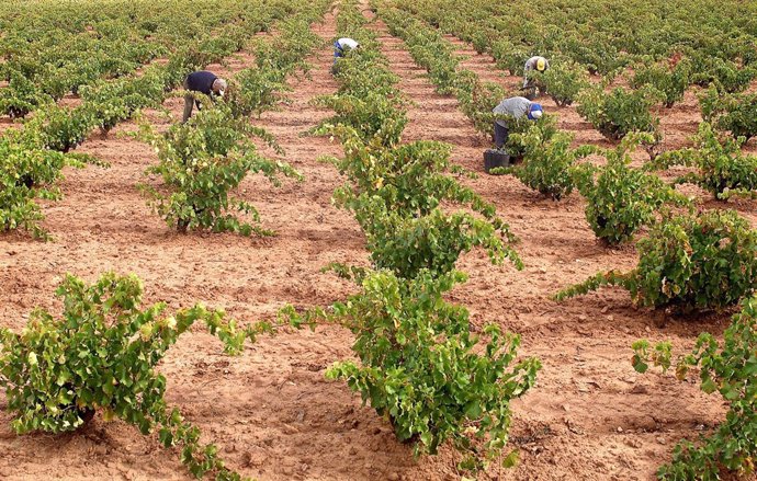 Temporeros trabajando