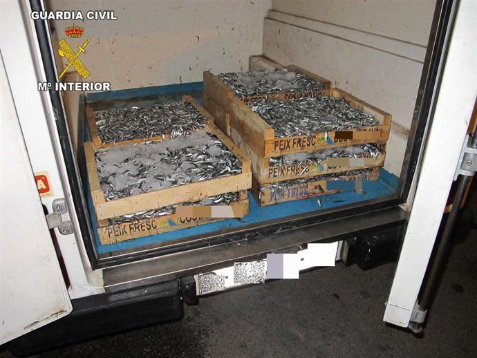 Pescado Inmaduro Decomisado En Barcelona