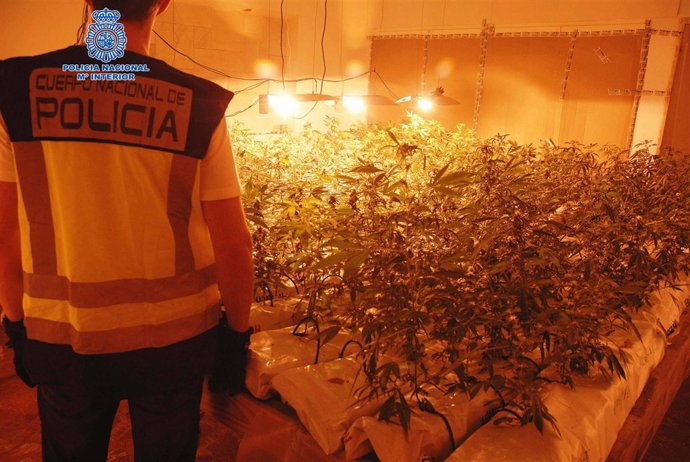 Marihuana Intervenida