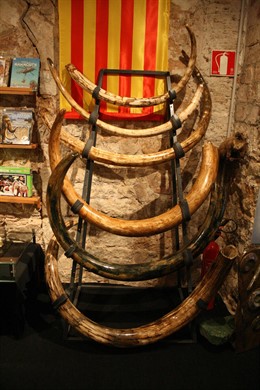 Colmillos Del Museo Del Mamut