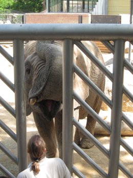 La Elefanta Bully Se Va Adaptando A Las Instalaciones Del Zoo