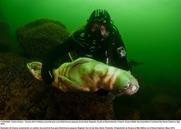 Ejemplar De Foca Gris Hallada Muerta En Aguas De Finlandia