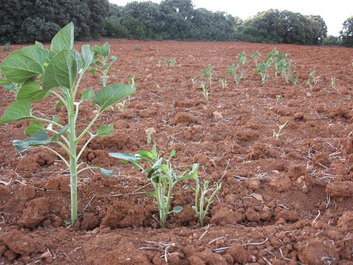Daños En Cultivo Girasol