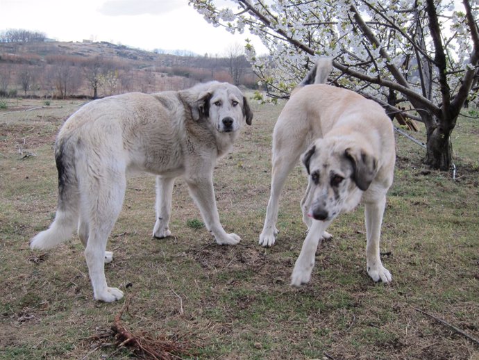 Mastín, Mastines. Perro, Perros. Mascota.