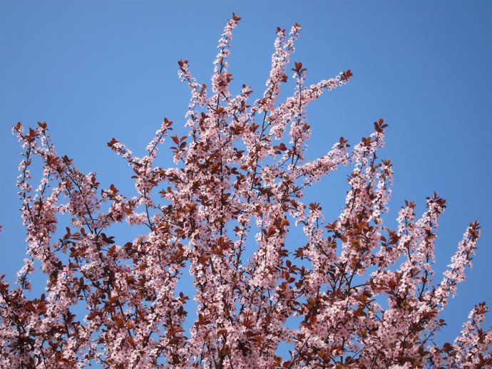 Árbol Florido, Primavera, Flores, Buen Tiempo