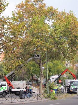 Técnicos Municipales Podan Árboles En El Plan De Gestión Del Arbolado De Madrid