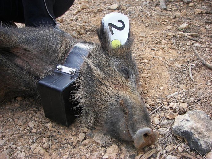 Ejemplar De Jabalí Estudiado Por La Universidad De Alicante