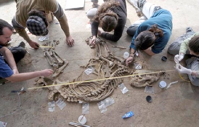 Fósil De Tapir De 3,1 Millones De Años Hallado En El Camp Dels Ninots
