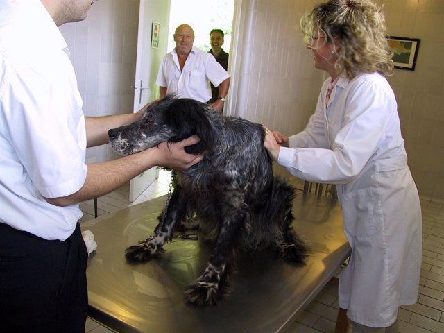 Campaña De Vacunación Antirrábica E Identificación Canina.