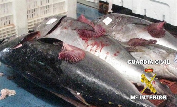 Pescado Fuera De Normativa Detectado Por La Guardia Civil