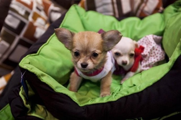 Imagen De Una Mascota