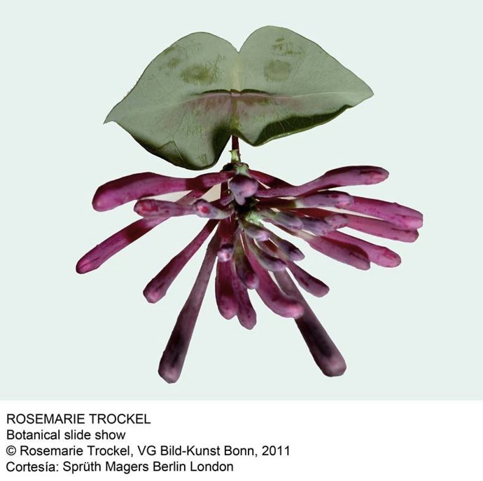 Botanical slide show de Rosemarie Trockel