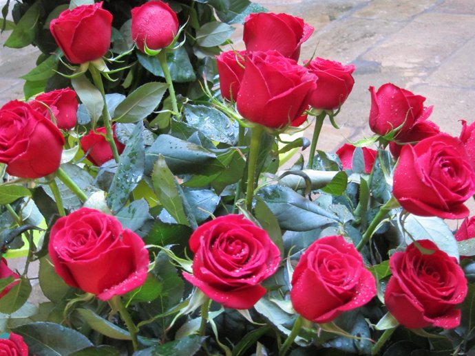 Rosas De Sant Jordi